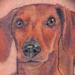 Tattoos - Dachshund Portrait - 68837
